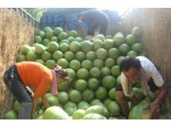 2014年山东东明新红宝价格