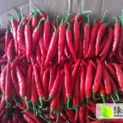 山东成武金塔辣椒 霍宋庄小周