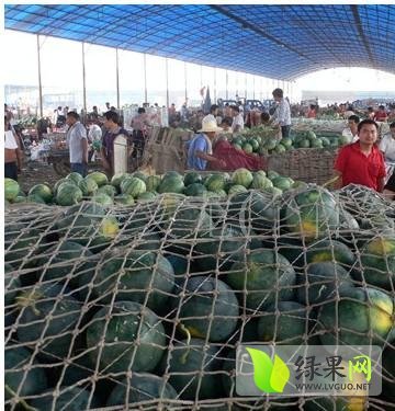 2014年河南通许黑皮无籽价格