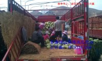 甘肃靖远高湾西瓜代办王行磊
