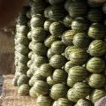 吉林乾安全福、新世纪西瓜7月10号成熟