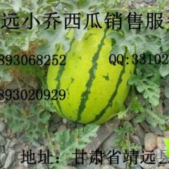 甘肃靖远硒沙瓜个头大