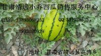 甘肃靖远硒沙瓜个头大