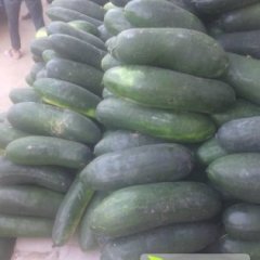 河南中牟黑优大冬瓜：韩寺镇李建