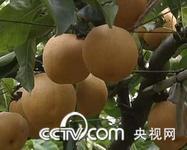 山东冠县规模最大的丰水梨产销基地！