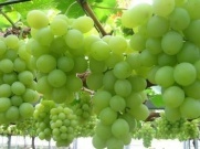陕西大荔青提葡萄