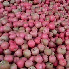 山东岱岳硬粉：良庄镇马宗文