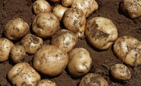 辽宁苏家屯新薯6号 王刚乡银先生