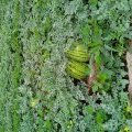山西定襄西农八号西瓜种植面积大