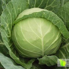 陕西太白球茎甘蓝：嘴头镇王亚斌