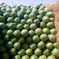 河南通许陆地花皮无籽西瓜已经大批量成熟