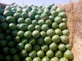 河南通许陆地花皮无籽西瓜已经大批量成熟