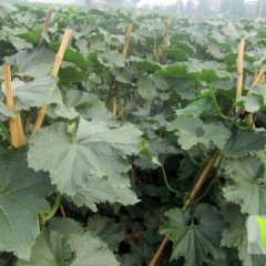 河北丰南种植的黑皮冬瓜个头大