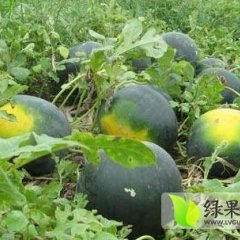 陕西合阳黑皮无籽西瓜现已大量上市
