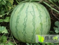 河南尉氏花皮无籽西瓜已大量上市