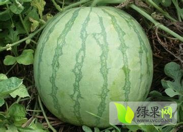 2014年河南尉氏花皮无籽价格