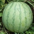 河南尉氏花皮无籽西瓜已大量上市