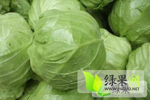 黑龙江北林中甘21甘蓝：红旗乡张金达