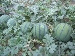山东东明花皮、黑皮、青皮、绿皮西瓜