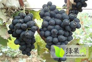 广西兴安夏黑葡萄即将大规格上市了