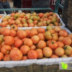 和谐硬皮大红西红柿上市了