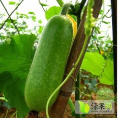 山东泗水大青皮冬瓜6斤左右