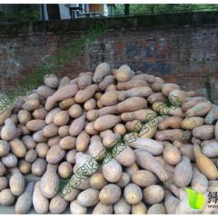 洞庭湖蔬菜基地湖南南县蜜本南瓜大量上市！