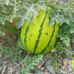 甘肃靖远硒砂瓜：高湾乡乔国辉