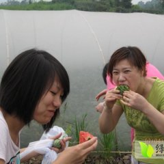 黑龙江肇源地雷瓜7月15号正式开园