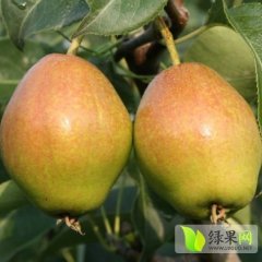 红香酥梨基地7月15日正式上市