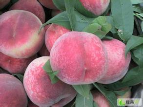 供应阿布白毛桃量大从优 供不应求