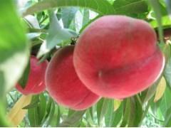 陕西大荔毛桃基地