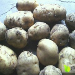 辽宁盘锦供应大量优质优金885土豆