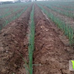 江苏张家港千叶光彩大葱