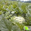 山东利津西农八号：明集乡杨伟伟
