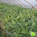 湖北江夏自己种植的早春红玉已大量上市