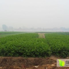 河北阳原芹菜：三马坊王彦壮