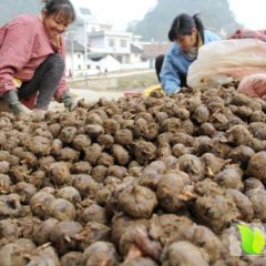 马蹄肉质洁白，味甜多汁，清脆可口