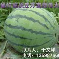 河南通许高顶庄万亩大市场