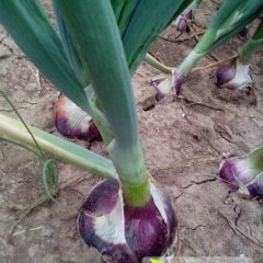 黑龙江宁安红皮洋葱：东京城徐小鑫