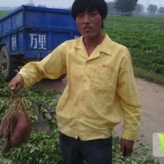 河南开封县双季红/双季王红薯