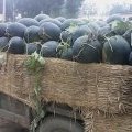 开封万亩西瓜基地、个大 、口味甜