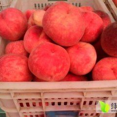 2014年山东单县终兴镇鲜桃大量上市啦!