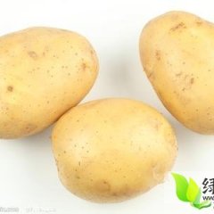 吉林梨树尤金885土豆：四棵树崔晓