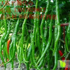 专业代办河南线椒、美人椒、尖椒、新一代朝天椒