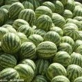 河南通许花皮无籽：竖岗镇夏晨龙