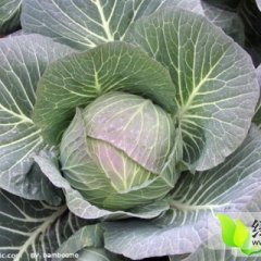 黑龙江北林中甘21甘蓝：红旗乡姚广学