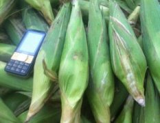 山东青州大量优质糯粘玉米上市中！