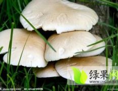 河北蔚县香须蘑菇 蔚县的特产之一