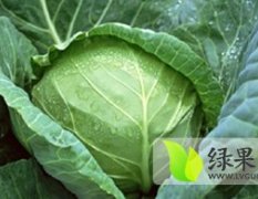 河北蔚县草沟堡大白菜。李健强